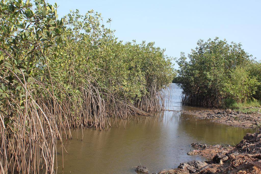 ECOTOURISME AUTOUR DE LA LAGUNE COTIERE OUIDAH